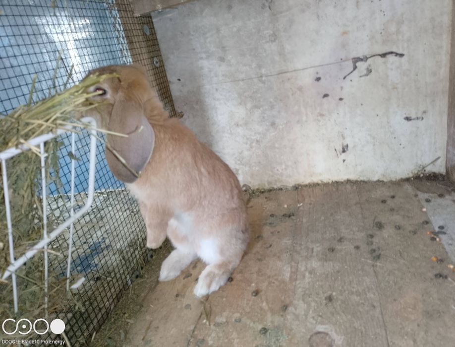 Iepuri de rasa berbec și fluture negru