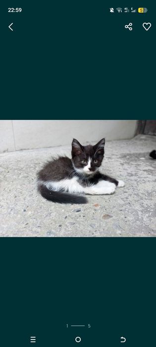 Милые котята ищут дом где их будут любить