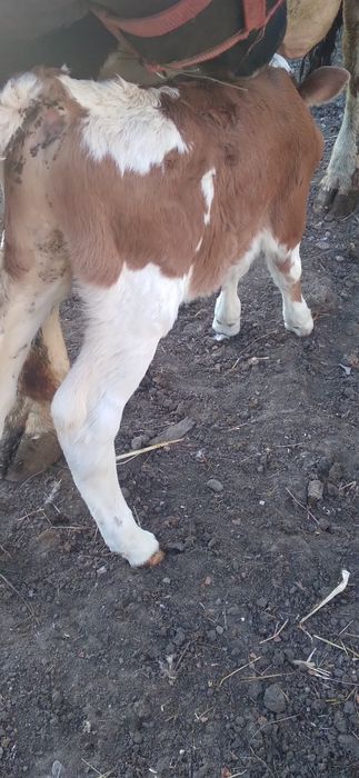 Vind vitel in virsta  de 7 zile