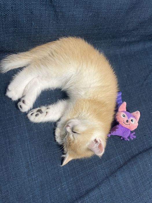 Котенка породистого прадам