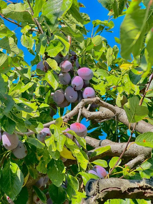 Prune pentru  țuică agen și dublu agen calitate  foarte bună