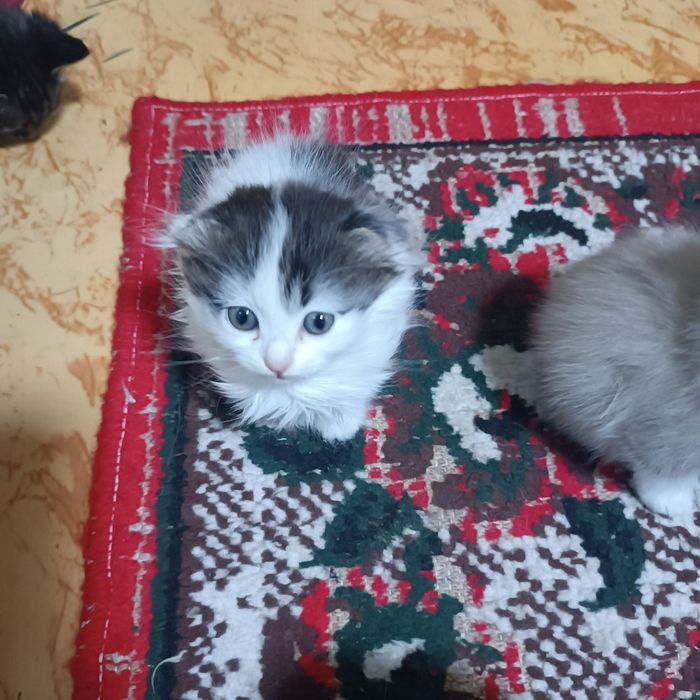 Продаются котята