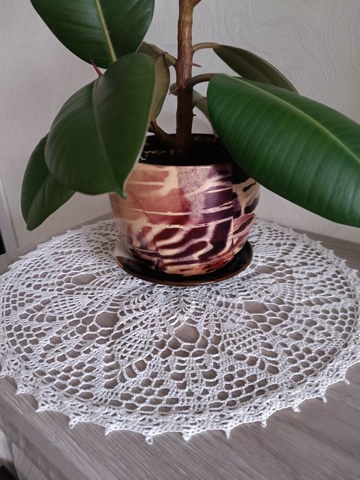 Продам Фикус высота 40 см