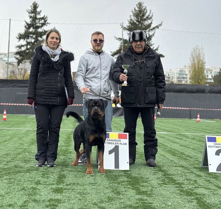 Mascul Rottweiler