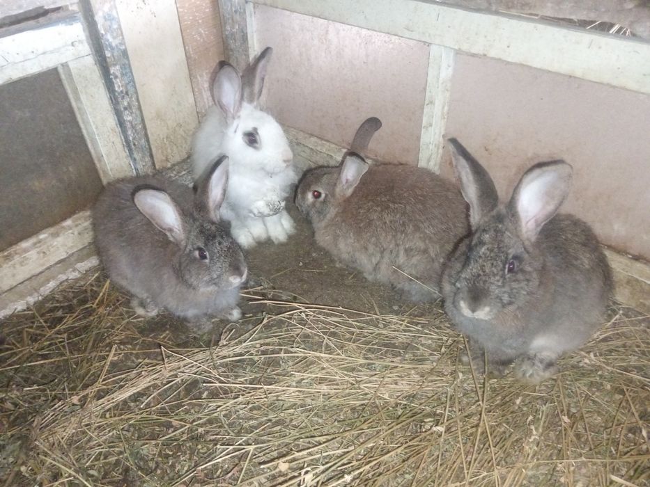 Куенлар сотилади.