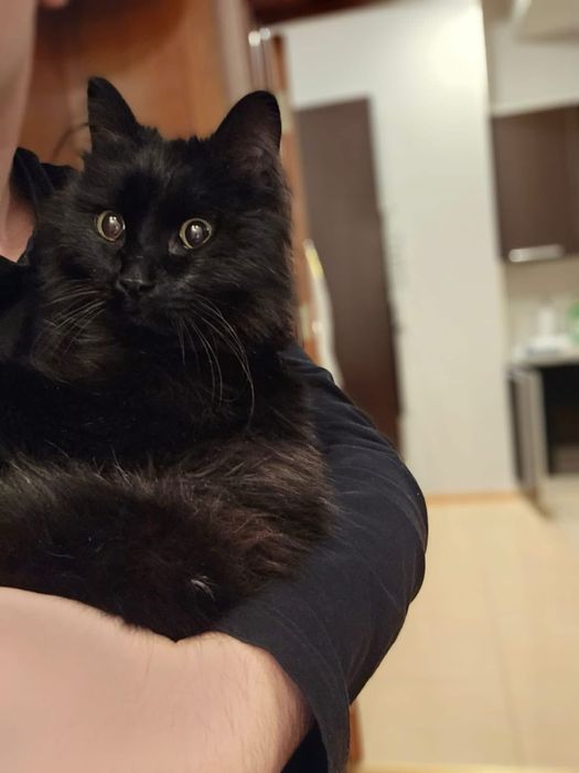 Срочно ищем дом коту