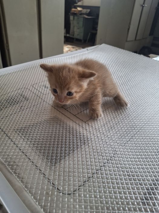 Котенок мальчик месяц