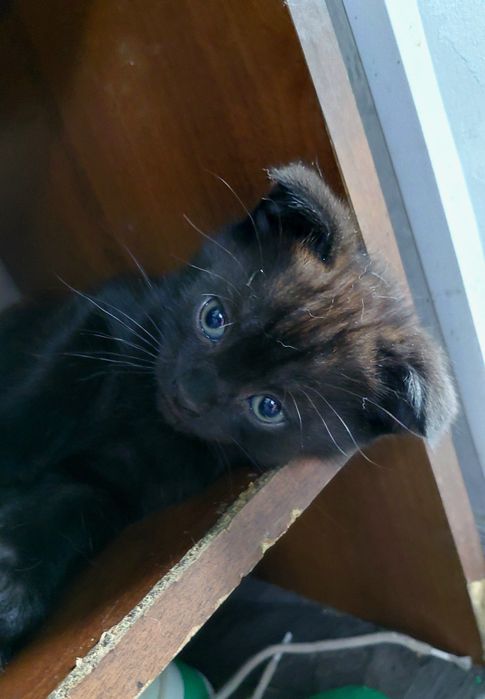Вислоухий шотландский котенок
