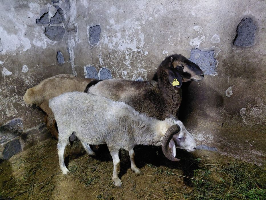 Продам Баранов 41 штук