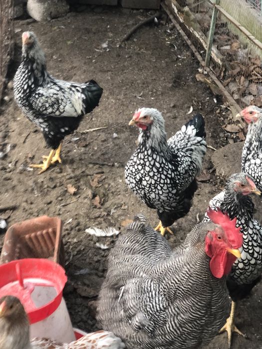 Vand familie gaini rasa Wiandotte argintiu