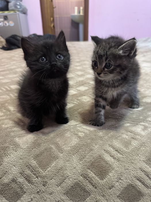 Отдам котят в добрые руки