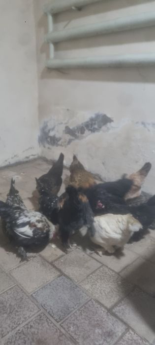 Yapon tovuq xoʻrozla sotiladi