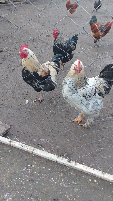 Vând 10 cocosi  100 lei bucata