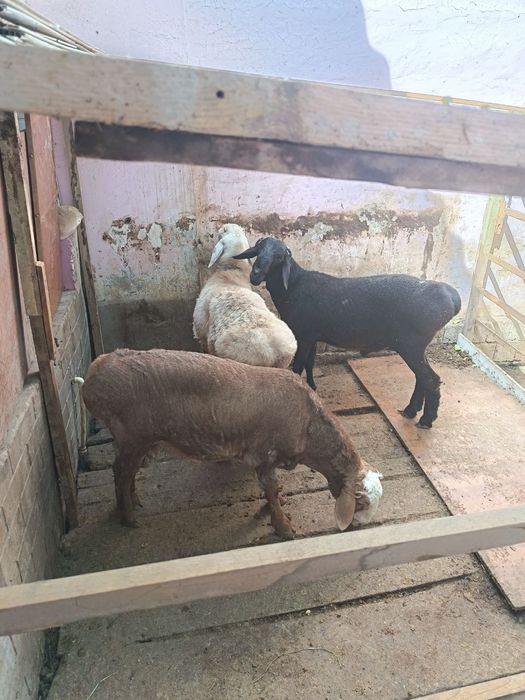 Qoʻchqorla sotiladi