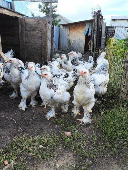 Продам цыплят брама белые