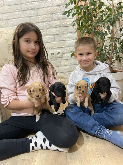 Уникални Мини Пудел