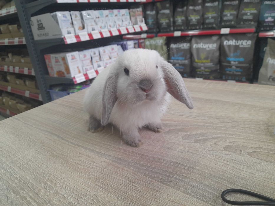 Декоративно клепоухо зайче Мини Лоп (Mini Lop)