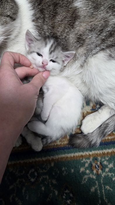 Отдам котят в хорошие руки