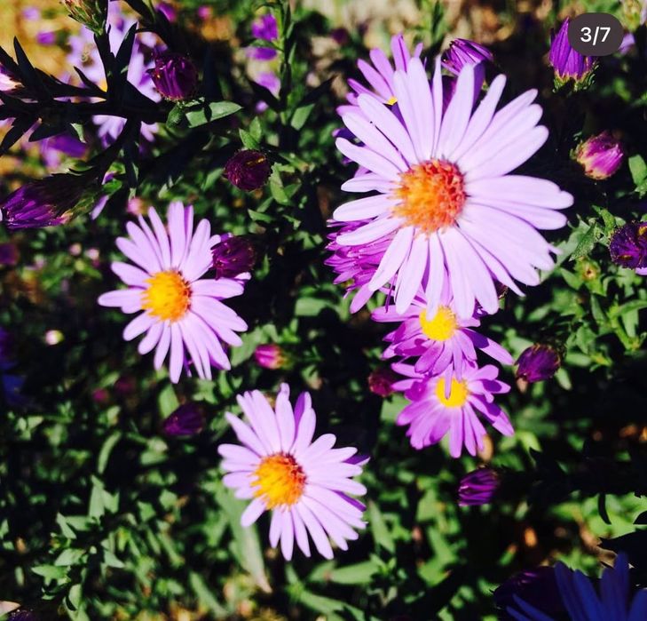 Саженцы, цветы продаются