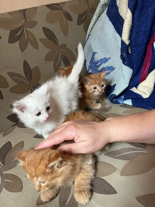 Отдам котят в добрые руки