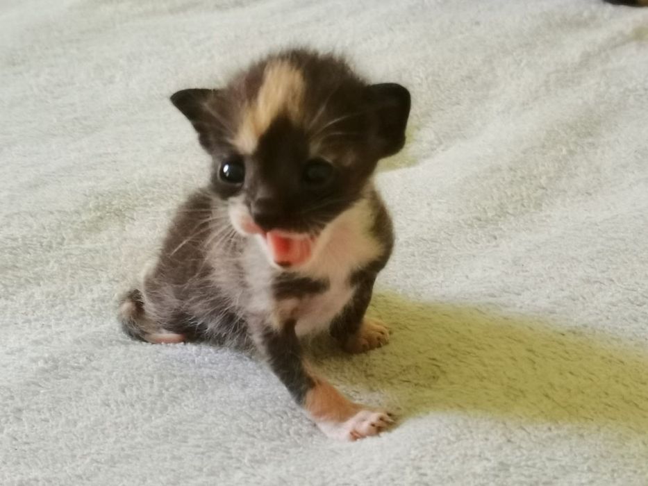 Котята бесплатно, 1 мальчик, 2 девочки