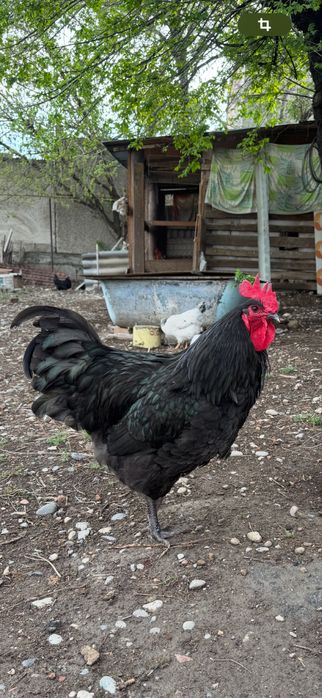 Яйцо Джерсийский гигант