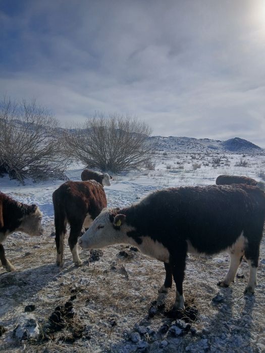 Коровы белоголовы