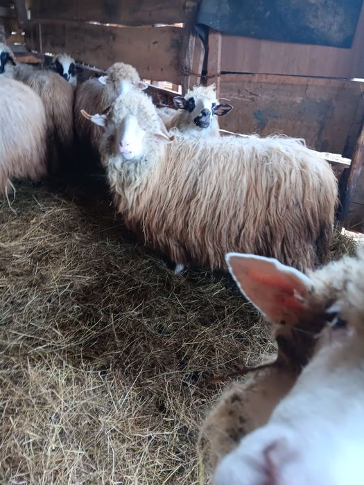 Schimb cu oi mai mari sau Vând doua oi tinere