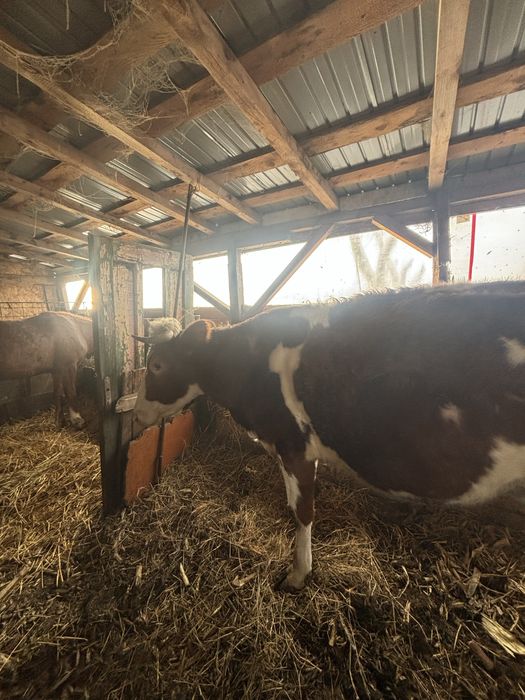 De vanzare vaca la primul vitel