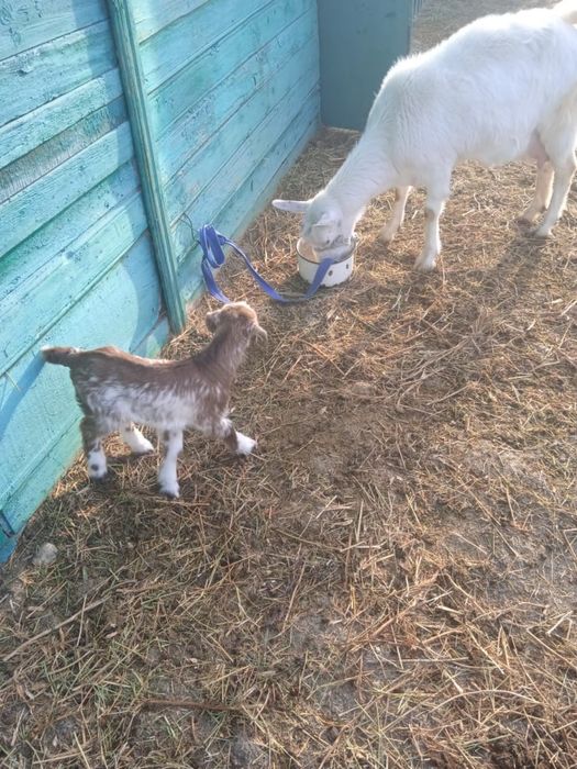 Продается коза с козленком, молочная