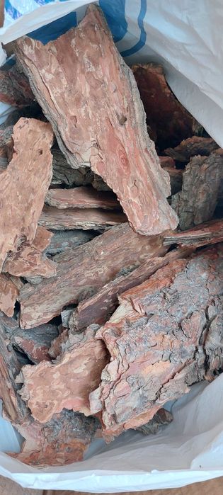 Кора сосны из леса