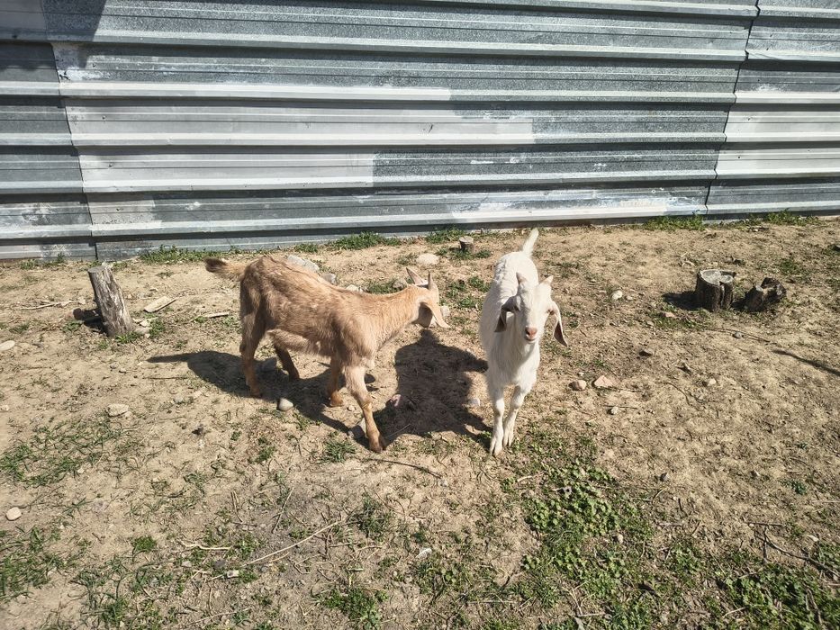 Козлята молочной породы.