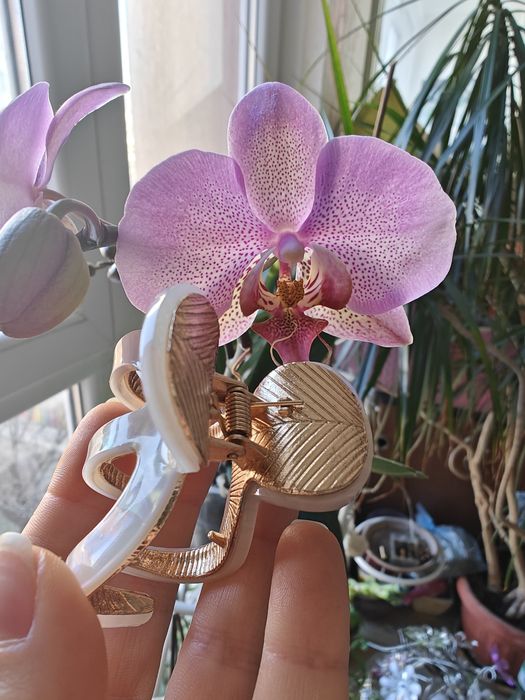 Шнола за коса, SETA