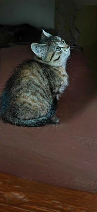 Отдам котенка 2 месяца в хорошие руки