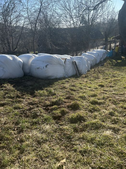 Vand 10 baloti infoliati