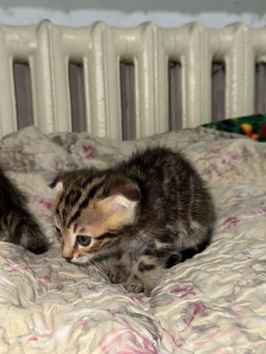 Бенгальская кошка