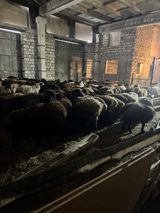 Продам баранов жирных