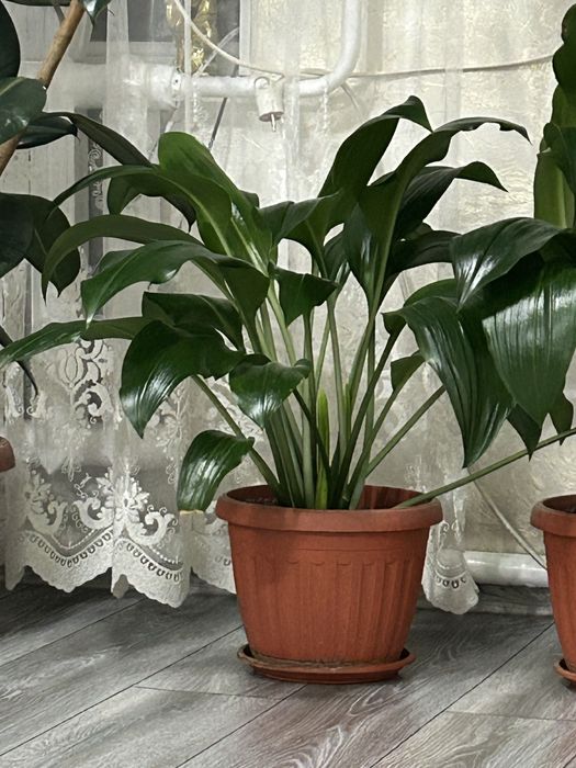 Комнатные цветы