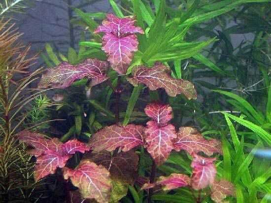 Аквариумные красные растения.