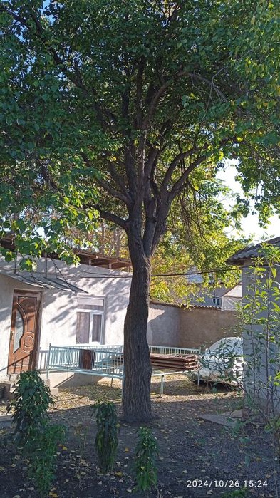 Ўтинга 3 катта дарахт сотилади