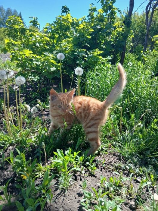 Солнечный котик ищет семью