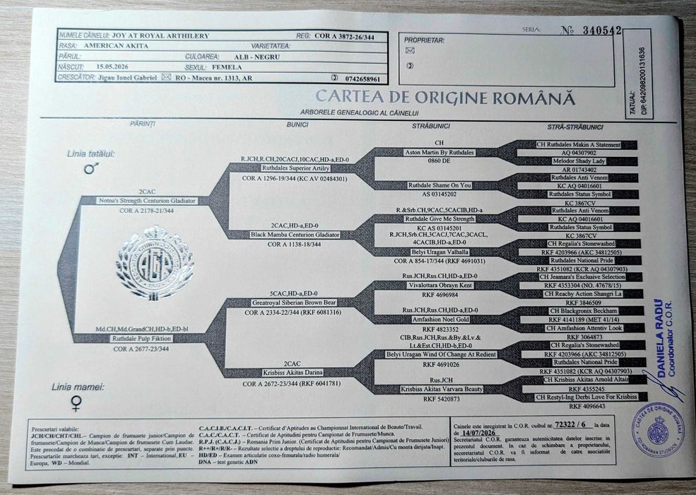 Akita American - Femelă  cu pedigree de tip A