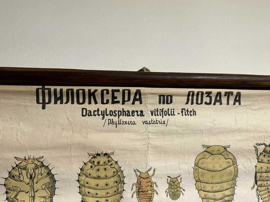 Соц Учебни Плакати Постери Ботаника