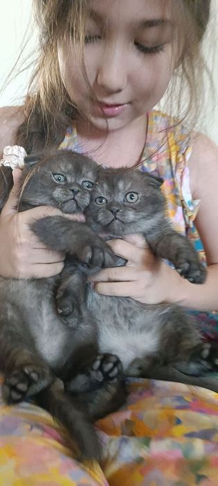 Мушукчалар Шиншила зотли