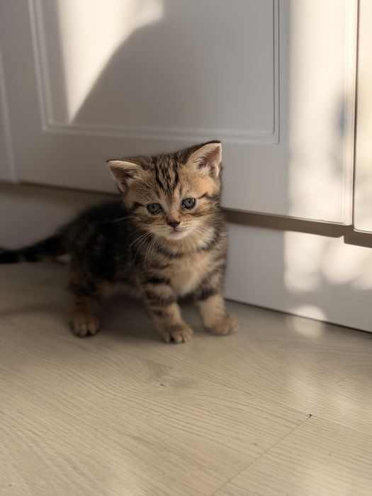 Вислоухие британцы кошки