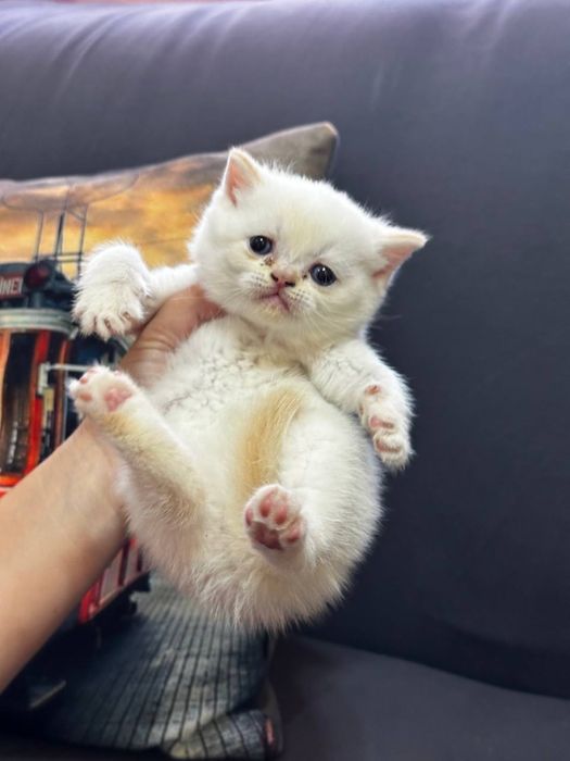 Срочно продаются экслюзивные британские котята!