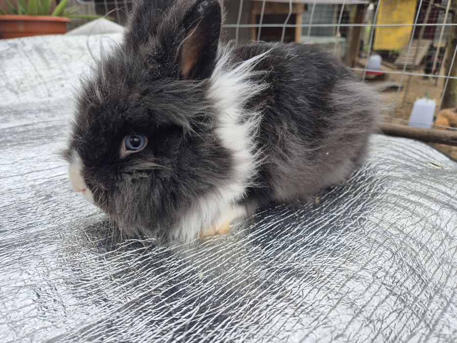 Iepuri cap de leu-mascul