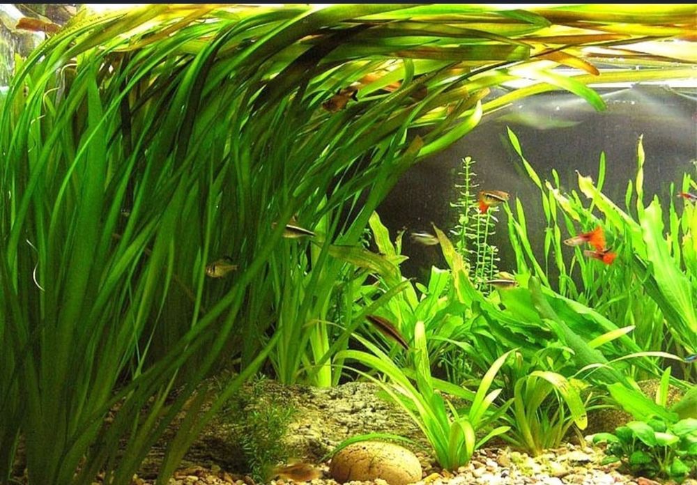 Растения для акварюма и рыбки
