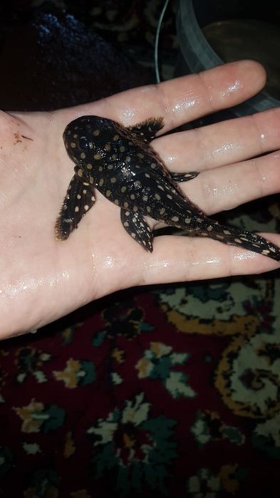 Продам сомики намерные