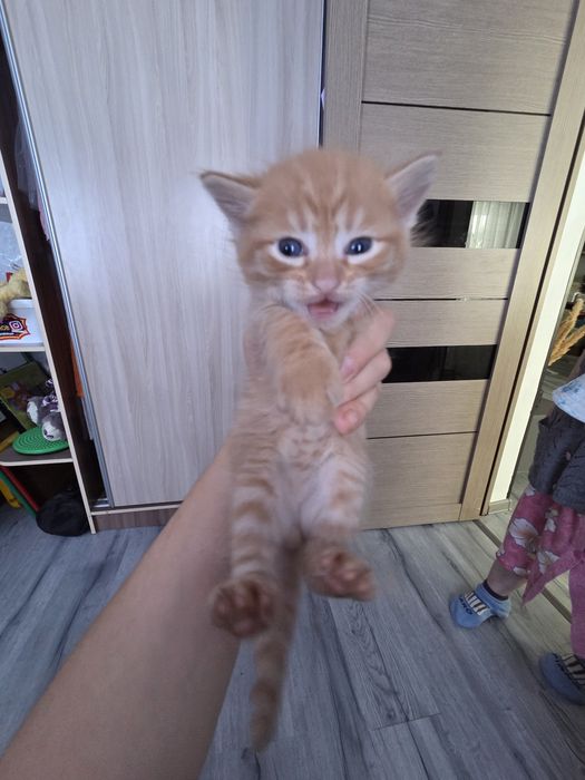 Котята коты кошки